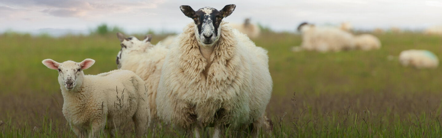 Hero sheep